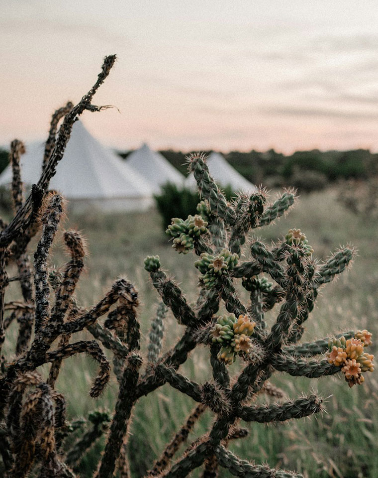 Taos New Mexico cactus