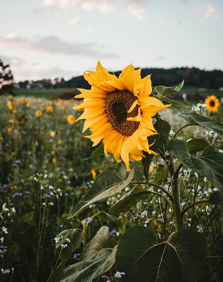 Taos New Mexico sunflower